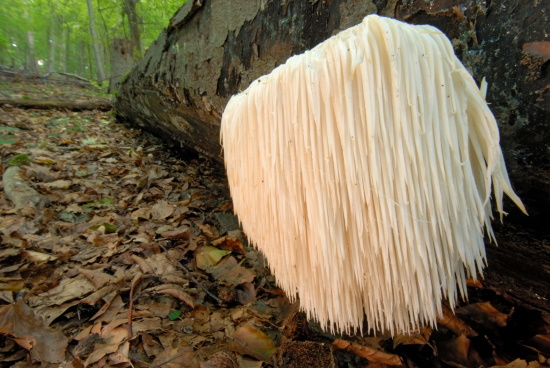 Pilze spielen eine zentrale Rolle in Ökosystemen - hier ein seltener Igelstachelbart (Bild: Thomas Stephan)