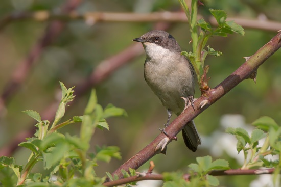 Bei den Klappergrasmücken sind Weibchen und Männchen im Gefieder kaum unterscheidbar (Bild: Gunther Zieger)