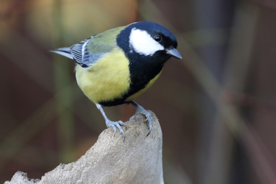Kohlmeise - Männchen - breites Brustband (Bild: © Dirk Schieder) Kohlmeise - Männchen - breites Brustband (Bild: © Dirk Schieder)