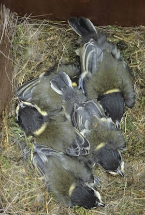 Junge Kohlmeisen im Nest - wohl kurz vor dem Ausfliegen (Bild: © Naturfoto Frank Hecker) Junge Kohlmeisen im Nest - wohl kurz vor dem Ausfliegen (Bild: © Naturfoto Frank Hecker)