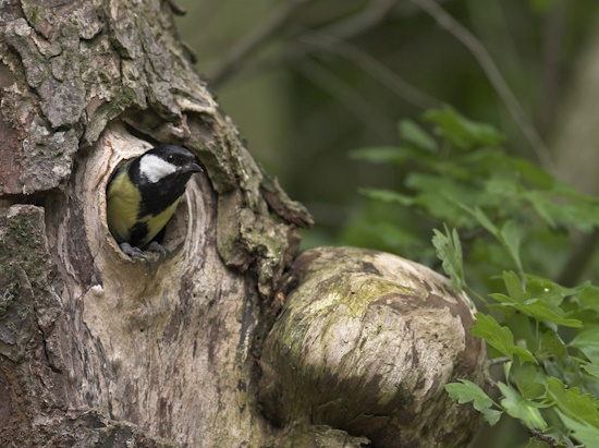 Kohlmeise hat sich eine natürliche Baumbruthöhle ausgesucht (Bild: © Naturfoto Frank Hecker) Kohlmeise hat sich eine natürliche Baumbruthöhle ausgesucht (Bild: © Naturfoto Frank Hecker)
