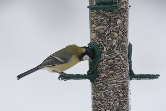 Kohlmeise an einer Futtersäule - Sonnenblumenkerne werden liebend gerne angenommen (Bild: © Naturfoto Frank Hecker) Kohlmeise an einer Futtersäule - Sonnenblumenkerne werden liebend gerne angenommen (Bild: © Naturfoto Frank Hecker)