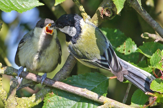 Jungmeise, die bereits ausgeflogen ist, aber noch von den Alttieren gefüttert wird (Bild: © Dirk Schieder) Jungmeise, die bereits ausgeflogen ist, aber noch von den Alttieren gefüttert wird (Bild: © Dirk Schieder)