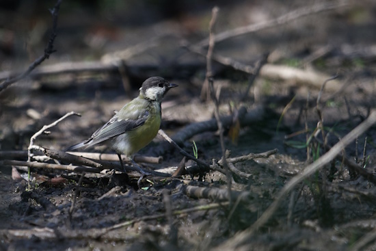 Kohlmeise juv - Jungvögel sind schlichter gefärbt (Bild: © Michael Schiller) Kohlmeise juv - Jungvögel sind schlichter gefärbt (Bild: © Michael Schiller)