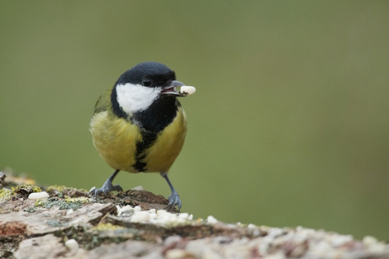 Die Kohlmeise ist an ihrem schwarzweißen Kopf gut zu erkennen (Bild: © Michael Schiller) Die Kohlmeise ist an ihrem schwarzweißen Kopf gut zu erkennen (Bild: © Michael Schiller)