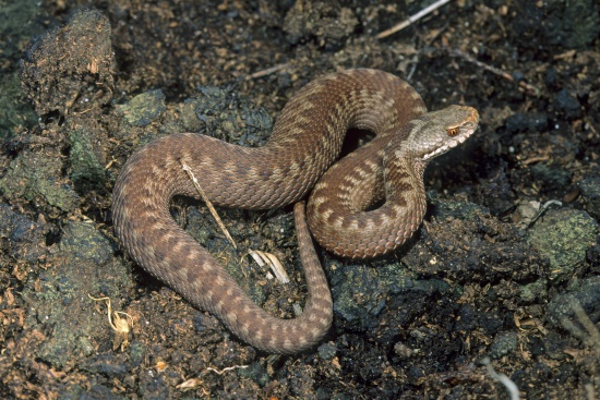 Kreuzotter - weiblich - gut zu sehen die vertikale Pupille - dadurch kann die Schlange gut Horizontalbewegungen erkennen (Bild: © Naturfoto  Frank Hecker)