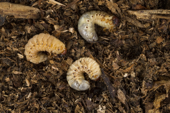 Nashornkäferlarven sind Vegetarier (Bild: © Naturfoto Frank Hecker)