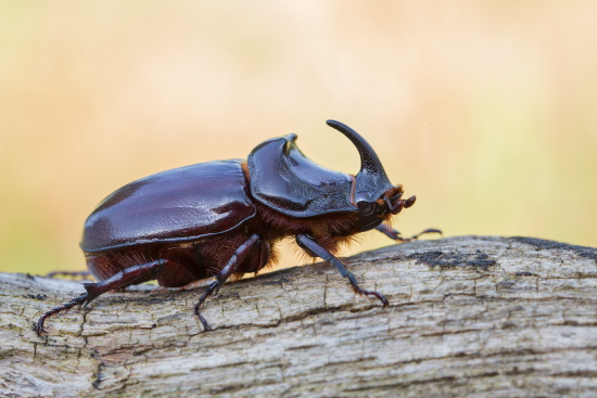 Der Nashornkäfer - Männchen tragen ein nach hinten gebogenes Horn auf dem Kopf (Bild: © Michael Radloff)