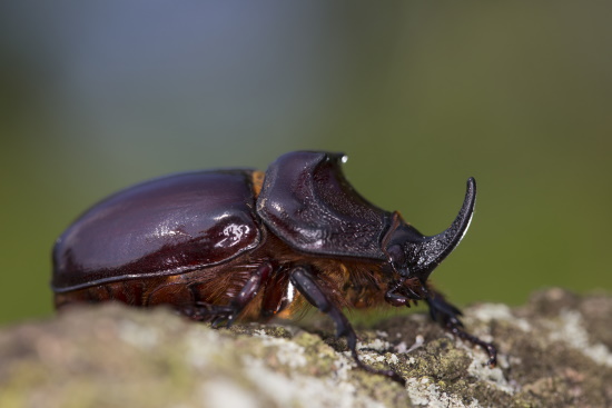 Männliches Exemplar von einem Nashornkäfer (Bild: © Naturfoto Frank Hecker)