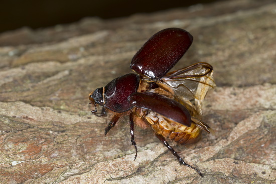 In der Abenddämmerung von warmen Nächten kann man sie fliegen sehen oder hören (Bild: © Naturfoto Frank Hecker)