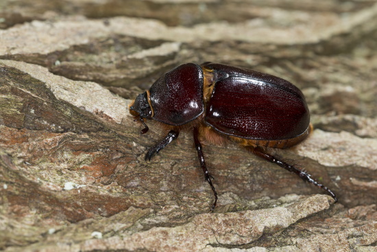 Früher wurden Nashornkäfer-Weibchen oft als eine andere Art identifiziert (Bild: © Naturfoto Frank Hecker)