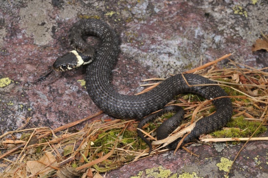 Dunkel gefärbte Barrenringelnatter bei der der halbmondförmige, gelbe Fleck gut zu sehen ist (Bild: © Andreas Meyer / karch)