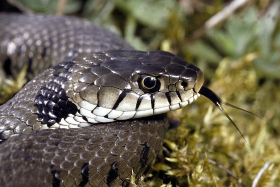 Auch die Barrenringelnatter hat runde Pupillen (Bild: © Andreas Meyer / karch)