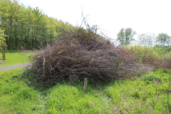 Ein nach und nach wachsender Reisighaufen ist ein Biotop für sich (Bild: Björn Neckermann)