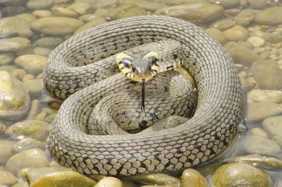 Die Ringelnatter besiedelt alle größeren Flusstäler, kommt aber auch in den Tälern wie der Gollach vor (Bild: © Andreas Nöllert)