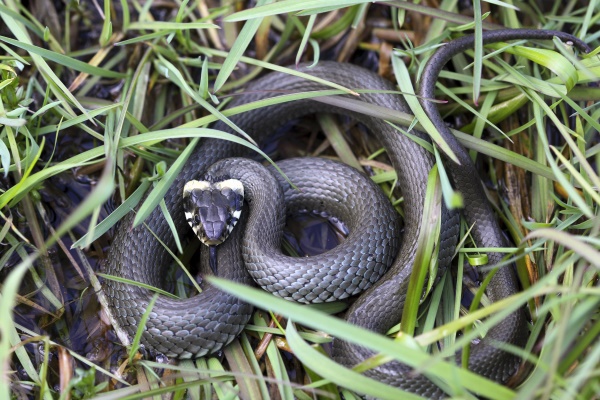 Die Ringelnatter ist nicht giftig und für den Menschen absolut ungefährlich (Bild: © Naturfoto Frank Hecker)