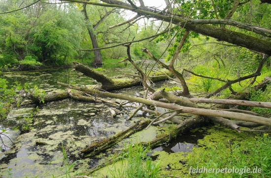 Ein Altarm eines Flusses - Refugium der Ringelnatter (Bild: ©  Andreas Nöllert)