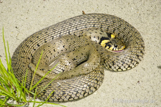 Ringelnatter-Weibchen mit gelbem halbmondförmigen Nackenband (Bild: © Andreas Nöllert)