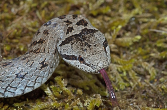 Das dunkle Band, das durch das Auge verläuft ist gut zu erkennen (Bild: © Andreas und Christel Nöllert)