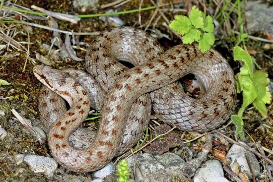 Die Schlingnatter gehört zu den lebendgebärenden Reptilien (Bild: © Naturfoto  Frank Hecker)