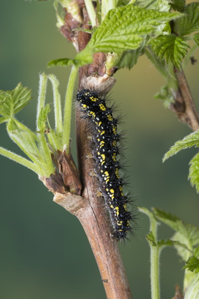 Nach dem gemeinsamen Überwintern werden die Raupen zu Einzelgängern (Bild: © Naturfoto Frank Hecker) Nach dem gemeinsamen Überwintern werden die Raupen zu Einzelgängern (Bild: © Naturfoto Frank Hecker)