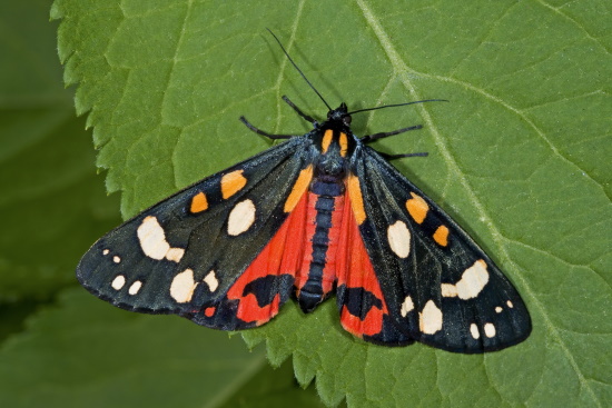 Der Schönbär war im Jahre 2010 "Schmetterling des Jahres" (Bild: © Naturfoto Frank Hecker)