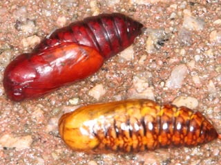Puppen vom Schönbär (Bild: © Walter Schön) Puppen vom Schönbär (Bild: © Walter Schön)