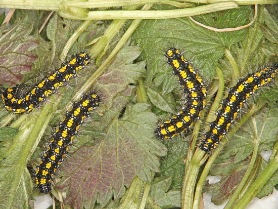 Zunächst leben die Raupen in Gruppen - später werden sie zu Einzelgängern (Bild: © Walter Schön) Zunächst leben die Raupen in Gruppen - später werden sie zu Einzelgängern (Bild: © Walter Schön)