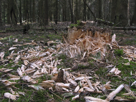 Schwarzspechtspuren auf der Suche nach Ameisen (Bild: Naturfoto Frank Hecker)