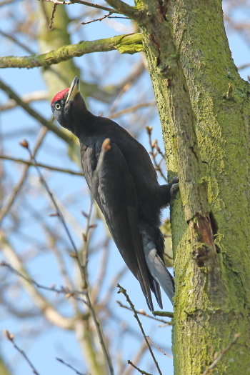 Der Schwarzspecht benötigt einen alten Wald mit großen und alten Bäumen (Bild: Dirk Schieder)