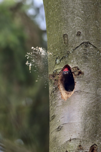 Schwarzspecht-Männchen beim Zimmern einer neuen Bruthöhle (Bild: Naturfoto Frank Hecker)