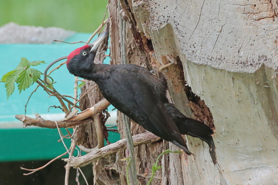 Der Schwarzspecht war der Vogel des Jahres 1981 um die Bedeutung der Waldlebensgemeinschaft herauszustellen (Bild: Dirk Schieder)