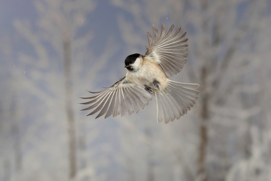 Im Winter werden sogar Samen von Nadelbäumen aufgenommen (Bild: © C.Robiller www.naturlichter.de)