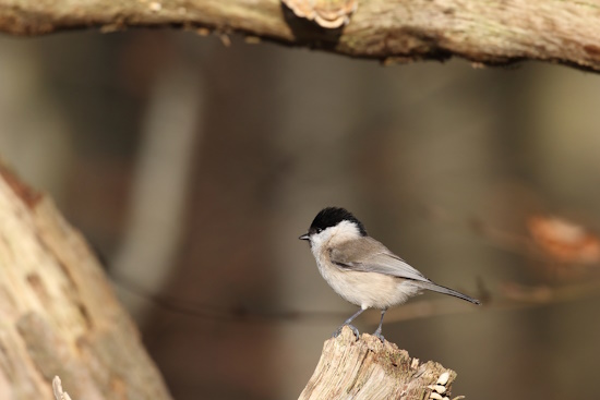 Ist das Nahrungsangebot groß, so werden Samen hinter Baumrinden versteckt (Bild: © Dirk Schieder) Ist das Nahrungsangebot groß, so werden Samen hinter Baumrinden versteckt (Bild: © Dirk Schieder)