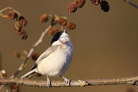 Im Winter besteht die Nahrung auch aus Sämereien von Kräutern und Gräsern (Bild: © Dirk Schieder)