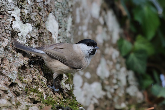 Die Sumpfmeise wird auch Nonnenmeise genannt (Bild: © Dirk Schieder) Die Sumpfmeise wird auch Nonnenmeise genannt (Bild: © Dirk Schieder)