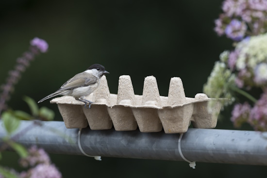 Es gibt viele Möglichkeiten den Singvöglen zu helfen, wichtig ist aber, dass man ihnen im Wasser zur Verfügung stellt (Bild: © Frank Hecker) Es gibt viele Möglichkeiten den Singvöglen zu helfen, wichtig ist aber, dass man ihnen im Wasser zur Verfügung stellt (Bild: © Frank Hecker)