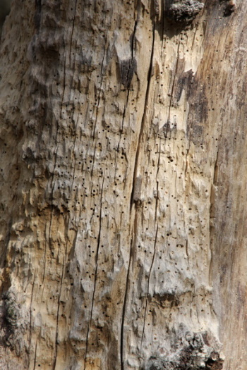 Totholzbaum mit Tausenden von Insekteneinstichen (Bild: Thomas Langhirt)