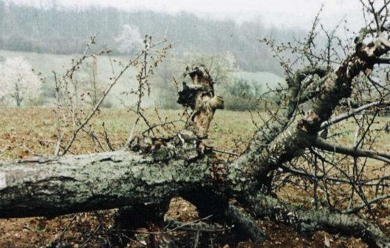 Totholzbaum hier eine alte Kirsche durfte auf der alten Streuobstwiese liegenbleiben - Lebensraum (Bild: Privat)