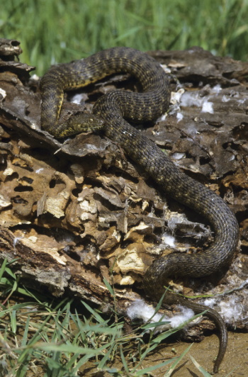 Sie ist eine wärmeliebende Natter und mag die Nähe zu naturnahen Gewässern (Bild: © Naturfoto Frank Hecker)