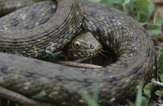 Die Würfelnatter - Natrix tessellata - ist bei uns in Deutschland sehr selten und war 2009 Reptil des Jahres (Bild: Naturfoto Frank Hecker)