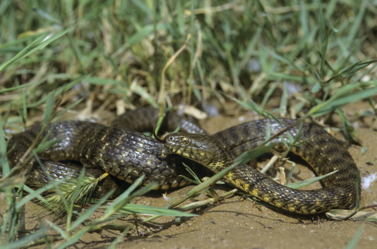 Die Würfelnatter ist eine völlig harmlose und ungiftige Schlange (Bild: Naturfoto Frank Hecker)