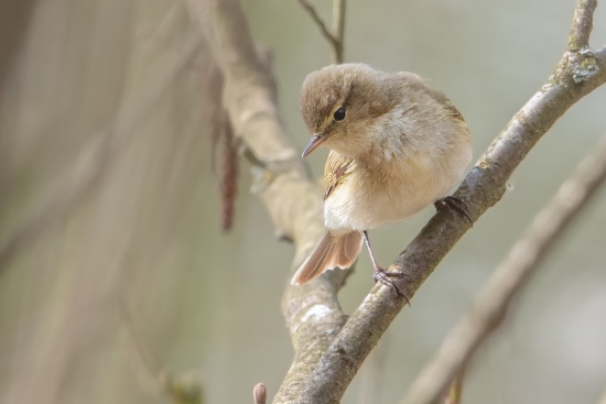 Der Zilpzalp wird auch Weidenlaubsänger genannt - früher hieß er auch Weidenlaubvogel (Bild: Gunther Zieger)