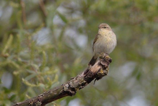 Für viele Naturfreunde wird es Frühling, wenn der Zilpzalp singt (Bild: Gunther Zieger)