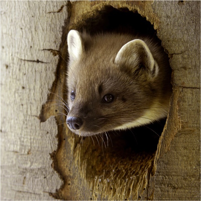 Baummarder ruhen tagsüber in Baumhöhlen oder auch in Eichhörnchenkobeln (Bild: © Maximilian Dorsch)