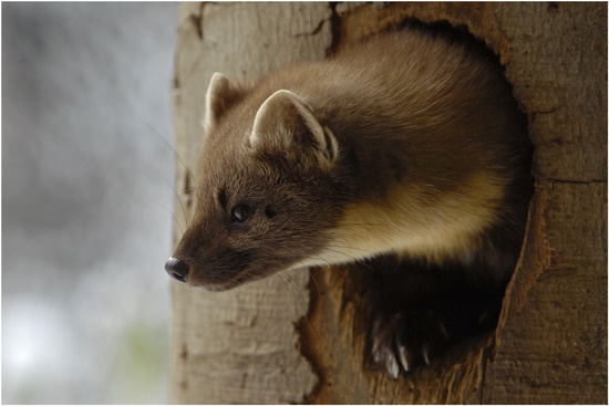 Beim Baummarder ist das Männchen deutlich größer als das Weibchen (Bild: © Maximilian Dorsch)