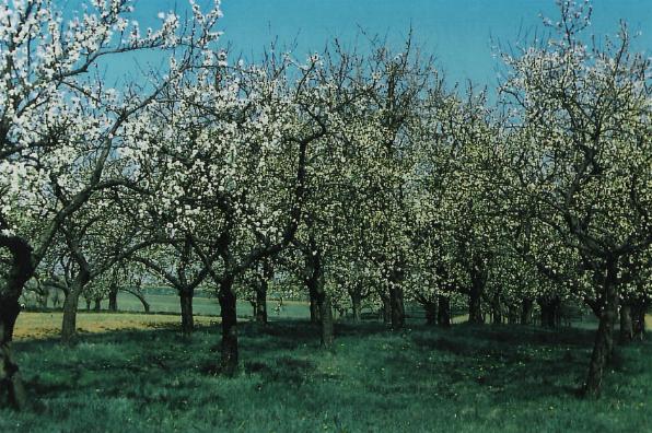 Eine blühende Streuobstwiese kann ein Hort der Erholung für uns Menschen sein (Bild: Privat)